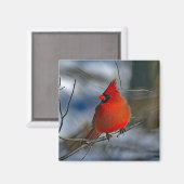 (鳥)ショウジョウコウカンチョウ赤冬写真 マグネット (正面/裏面)