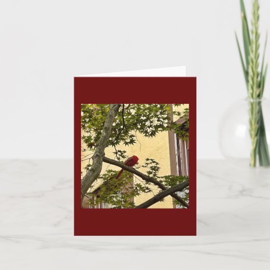 （鳥）ショウジョウコウカンチョウ赤 カード (正面)