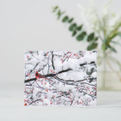 (鳥)ショウジョウコウカンチョウ雪の木の写真 ポストカード (スタンド正面)