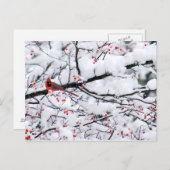 (鳥)ショウジョウコウカンチョウ雪の木の写真 ポストカード (正面/裏面)