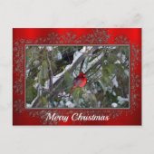 （鳥）ショウジョウコウカンチョウ雪の松の木フォトクリスマス ポストカード (正面)