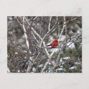 （鳥）ショウジョウコウカンチョウ雪樺の木ツリー写真 ポストカード