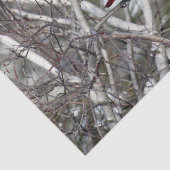 (鳥)ショウジョウコウカンチョウ雪樺の木ツリー写真 薄葉紙 (詳細)