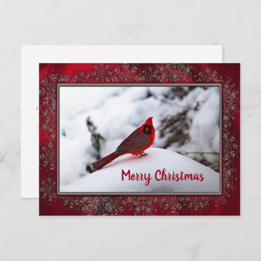 (鳥)ショウジョウコウカンチョウ雪6245フレームクリスマス ポストカード (正面/裏面)