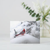 （鳥）ショウジョウコウカンチョウ雪 ポストカード (スタンド正面)