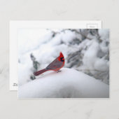 （鳥）ショウジョウコウカンチョウ雪 ポストカード (正面/裏面)