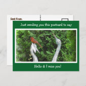 （鳥）ショウジョウコウカンチョウ非表示ことわざこんにちは恋しく思とあなた ポストカード (正面/裏面)