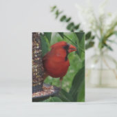 （鳥）ショウジョウコウカンチョウ食べ物を与えの ポストカード (スタンド正面)