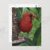 （鳥）ショウジョウコウカンチョウ食べ物を与えの ポストカード (正面/裏面)