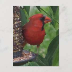 (鳥)ショウジョウコウカンチョウ食べ物を与えの ポストカード