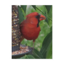 (鳥)ショウジョウコウカンチョウ食べ物を与えの
