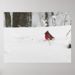 (鳥)ショウジョウコウカンチョウ鳥の冬の雪写真 ポスター