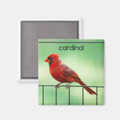 （鳥）ショウジョウコウカンチョウ鳥冷蔵庫磁石 マグネット (正面/裏面)