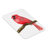 （鳥）ショウジョウコウカンチョウ鳥水彩 マグネット (右側)