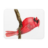 （鳥）ショウジョウコウカンチョウ鳥水彩 マグネット (横)