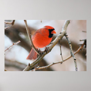 (鳥)ショウジョウコウカンチョウ鳥 ポスター
