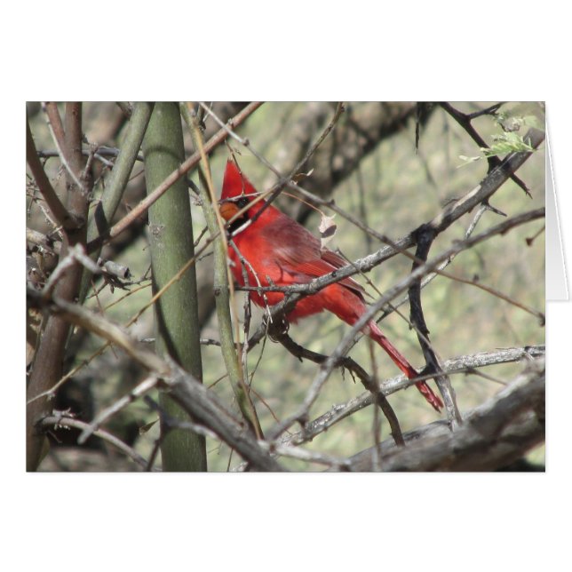（鳥）ショウジョウコウカンチョウ (正面横)