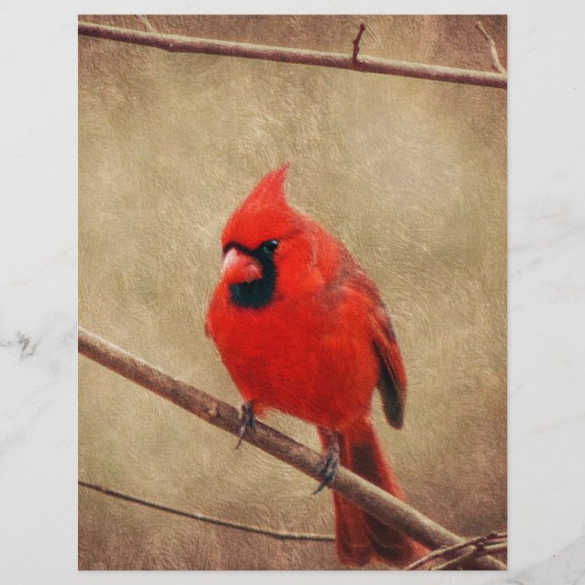 （鳥）ショウジョウコウカンチョウ (正面)