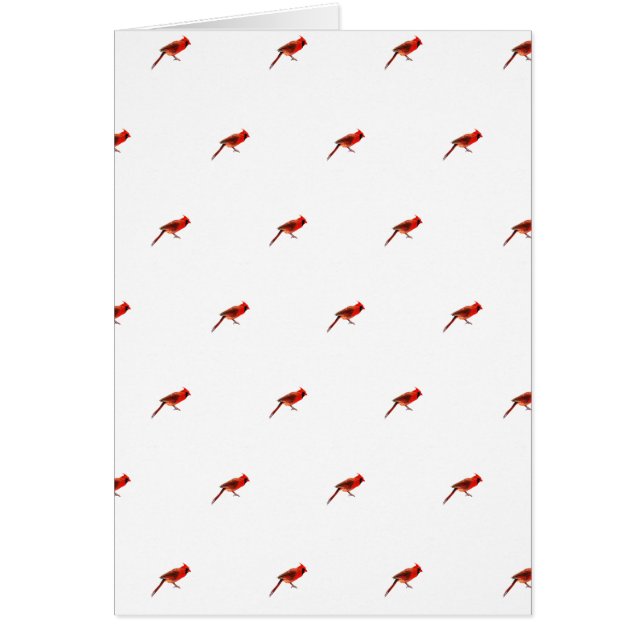 （鳥）ショウジョウコウカンチョウ (正面)