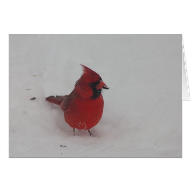 （鳥）ショウジョウコウカンチョウ (正面横)