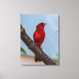 （鳥）ショウジョウコウカンチョウ18 x 24引き伸ばしキャンバス印刷 キャンバスプリント