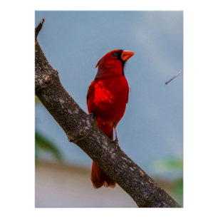 (鳥)ショウジョウコウカンチョウ20 x 26.67光沢ポスター ポスター