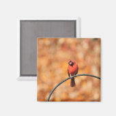 （鳥）ショウジョウコウカンチョウ2765 マグネット (正面/裏面)