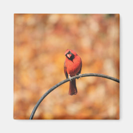 （鳥）ショウジョウコウカンチョウ2765 マグネット