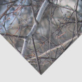 （鳥）ショウジョウコウカンチョウ2926ティッシュペーパー 薄葉紙 (詳細)