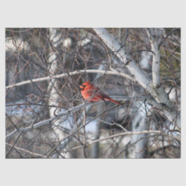 （鳥）ショウジョウコウカンチョウ2926ティッシュペーパー 薄葉紙