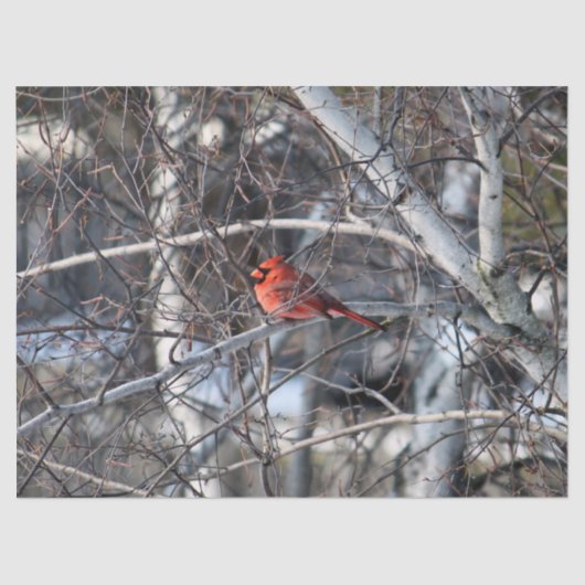 （鳥）ショウジョウコウカンチョウ2926ティッシュペーパー 薄葉紙 (正面)