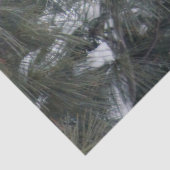 （鳥）ショウジョウコウカンチョウ3093ティッシュペーパー 薄葉紙 (詳細)