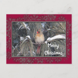 （鳥）ショウジョウコウカンチョウ3225雪松枠（メス） ポストカード