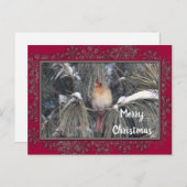 （鳥）ショウジョウコウカンチョウ3225雪松枠（メス） ポストカード (正面/裏面)