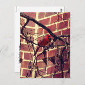 （鳥）ショウジョウコウカンチョウ43の図書館 ポストカード (正面/裏面)