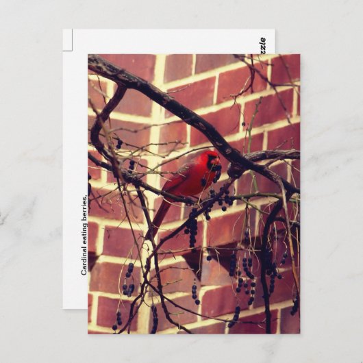 （鳥）ショウジョウコウカンチョウ43の図書館 ポストカード (正面/裏面)