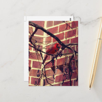 （鳥）ショウジョウコウカンチョウ43の図書館 ポストカード