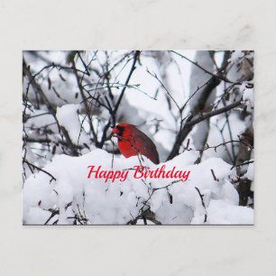 (鳥)ショウジョウコウカンチョウ6216誕生日はがき ポストカード