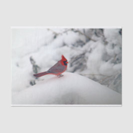 （鳥）ショウジョウコウカンチョウ6239ティッシュペーパー 薄葉紙