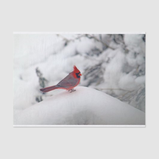 （鳥）ショウジョウコウカンチョウ6239ティッシュペーパー 薄葉紙 (正面)