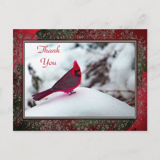 （鳥）ショウジョウコウカンチョウ6241フレームTYポストカード ポストカード (正面)