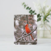 (鳥)ショウジョウコウカンチョウ シーズンカード (スタンド正面)