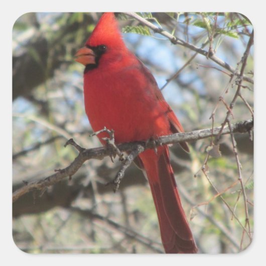 （鳥）ショウジョウコウカンチョウ スクエアシール (正面)