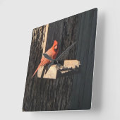 （鳥）ショウジョウコウカンチョウ スクエア壁時計 (傾斜)