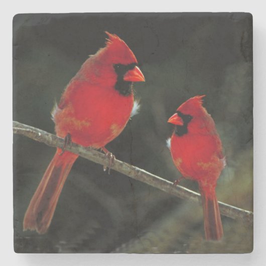 （鳥）ショウジョウコウカンチョウ ストーンコースター (正面)