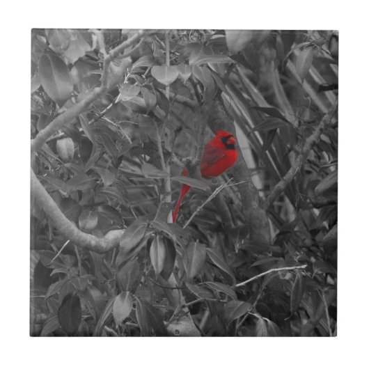 （鳥）ショウジョウコウカンチョウ タイル (正面)