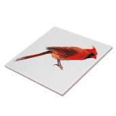 （鳥）ショウジョウコウカンチョウ タイル (側面)