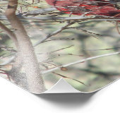 （鳥）ショウジョウコウカンチョウ フォトプリント            (角)