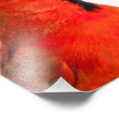 （鳥）ショウジョウコウカンチョウ フォトプリント            (角)