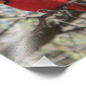 （鳥）ショウジョウコウカンチョウ フォトプリント            (角)